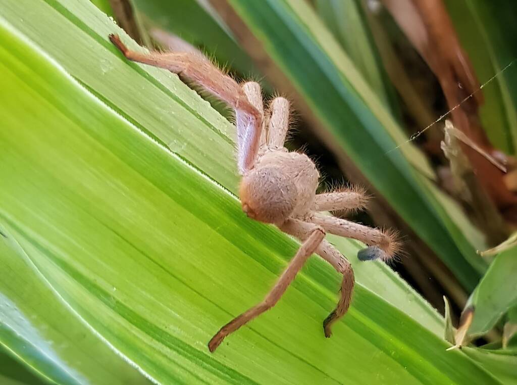Desert Huntsman Spider (Isopedella inola), member of the Australian Huntsman Spider group, Alice Springs NT