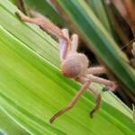 Desert Huntsman Spider (Isopedella inola), member of the Australian Huntsman Spider group, Alice Springs NT