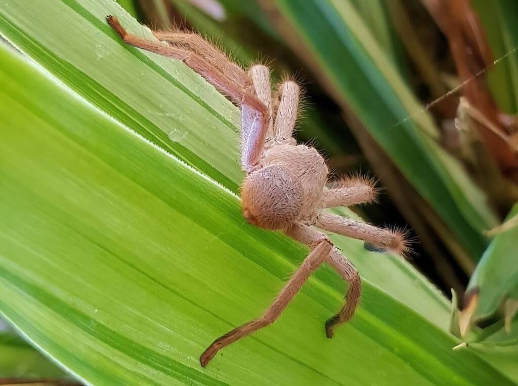 Australian Huntsman Spider (Isopedella inola), also known as the Desert Huntsman Spider, Alice Springs NT
