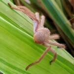 Australian Huntsman Spider (Isopedella inola), also known as the Desert Huntsman Spider, Alice Springs NT