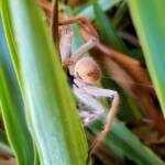 Australian Huntsman Spider (Isopedella inola), also known as the Desert Huntsman Spider, Alice Springs NT