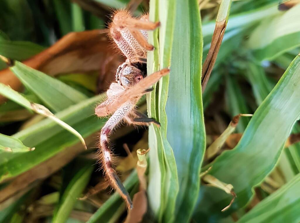 Australian Huntsman Spider (Isopedella inola), also known as the Desert Huntsman Spider, Alice Springs NT