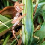 Australian Huntsman Spider (Isopedella inola), also known as the Desert Huntsman Spider, Alice Springs NT