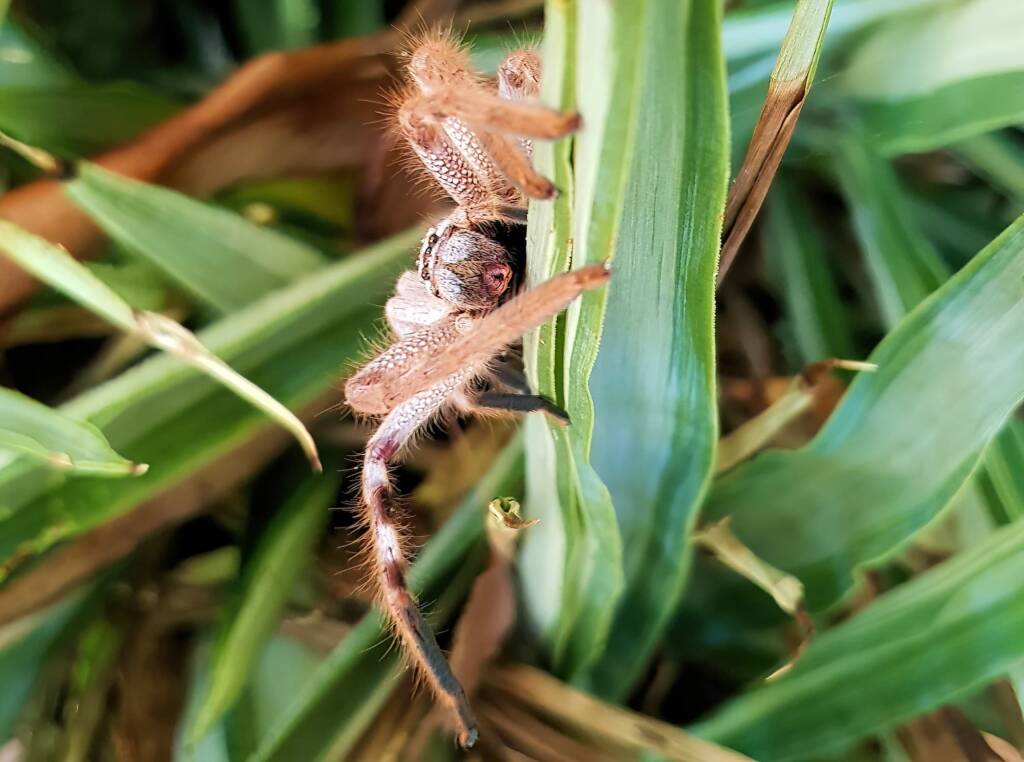 Australian Huntsman Spider (Isopedella inola), also known as the Desert Huntsman Spider, Alice Springs NT