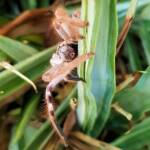 Australian Huntsman Spider (Isopedella inola), also known as the Desert Huntsman Spider, Alice Springs NT