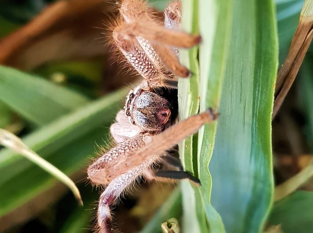 Australian Huntsman Spider (Isopedella inola), also known as the Desert Huntsman Spider, Alice Springs NT