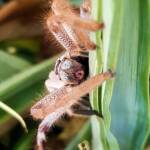 Australian Huntsman Spider (Isopedella inola), also known as the Desert Huntsman Spider, Alice Springs NT