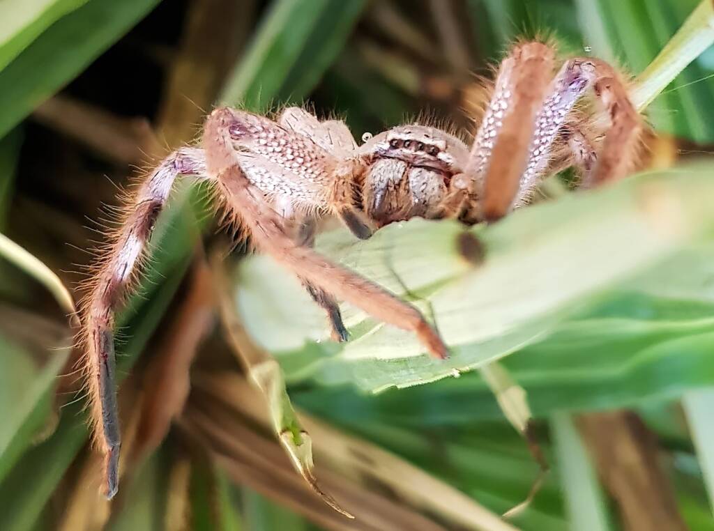 Desert Huntsman Spider (Isopedella inola), member of the Australian Huntsman Spider group, Alice Springs NT