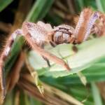 Desert Huntsman Spider (Isopedella inola), member of the Australian Huntsman Spider group, Alice Springs NT