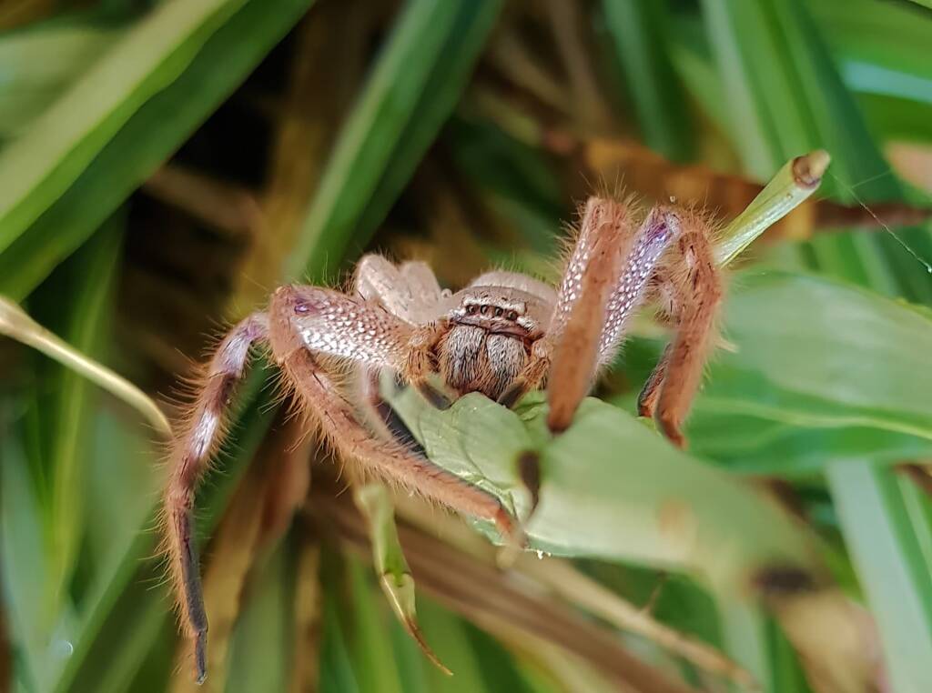 Desert Huntsman Spider (Isopedella inola), member of the Australian Huntsman Spider group, Alice Springs NT