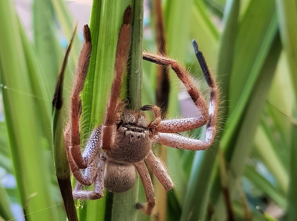 Desert Huntsman Spider (Isopedella inola), member of the Australian Huntsman Spider group, Alice Springs NT
