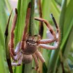 Desert Huntsman Spider (Isopedella inola), member of the Australian Huntsman Spider group, Alice Springs NT