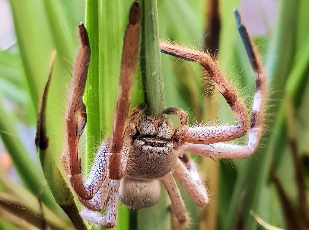 Desert Huntsman Spider (Isopedella inola), member of the Australian Huntsman Spider group, Alice Springs NT