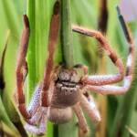 Desert Huntsman Spider (Isopedella inola), member of the Australian Huntsman Spider group, Alice Springs NT