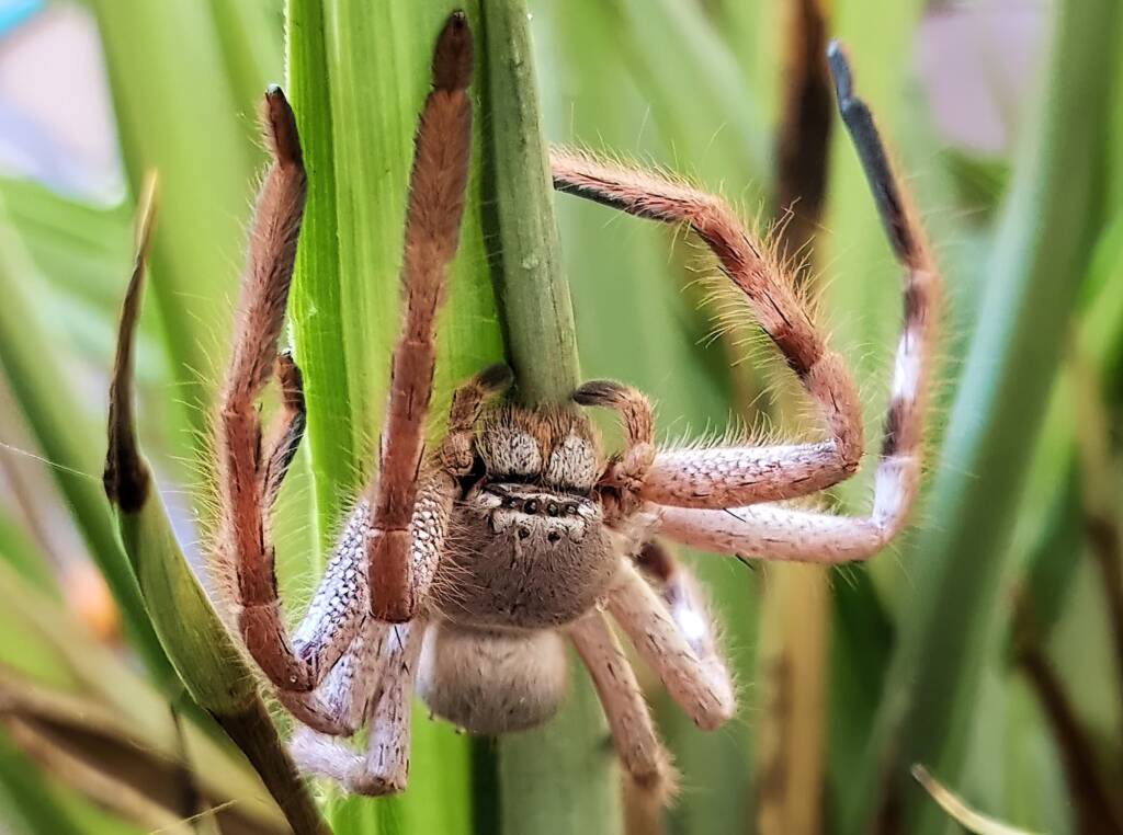 Desert Huntsman Spider (Isopedella inola), member of the Australian Huntsman Spider group, Alice Springs NT