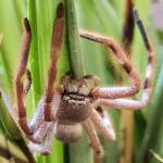 Desert Huntsman Spider (Isopedella inola), member of the Australian Huntsman Spider group, Alice Springs NT