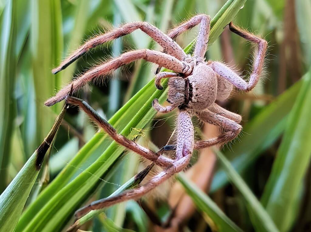 Desert Huntsman Spider (Isopedella inola), member of the Australian Huntsman Spider group, Alice Springs NT