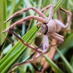 Desert Huntsman Spider (Isopedella inola), member of the Australian Huntsman Spider group, Alice Springs NT