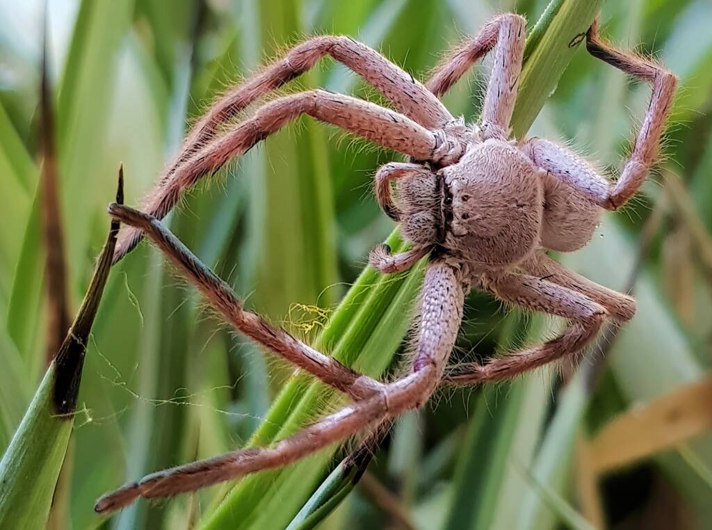 Desert Huntsman Spider (Isopedella inola), member of the Australian Huntsman Spider group, Alice Springs NT