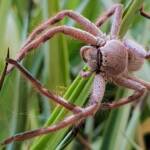 Desert Huntsman Spider (Isopedella inola), member of the Australian Huntsman Spider group, Alice Springs NT