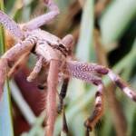 Desert Huntsman Spider (Isopedella inola), member of the Australian Huntsman Spider group, Alice Springs NT