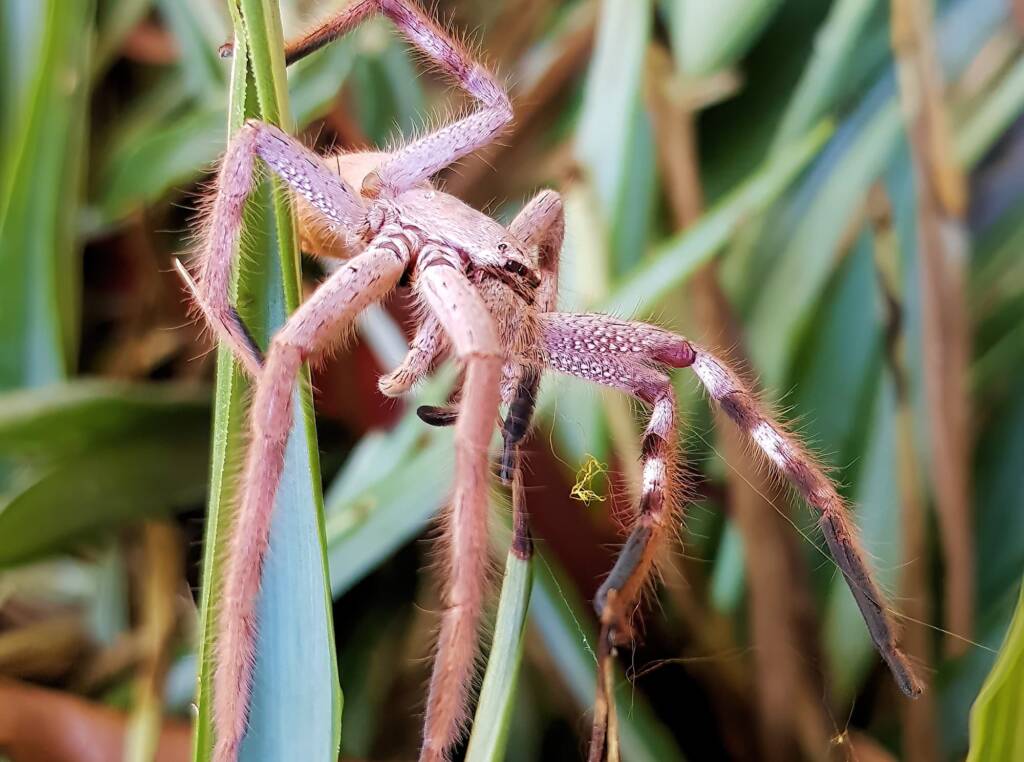 Desert Huntsman Spider (Isopedella inola), member of the Australian Huntsman Spider group, Alice Springs NT