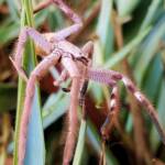 Desert Huntsman Spider (Isopedella inola), member of the Australian Huntsman Spider group, Alice Springs NT