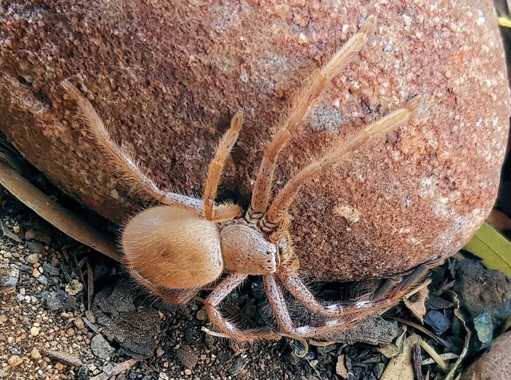 Desert Huntsman Spider (Isopedella inola), member of the Australian Huntsman Spider group, Alice Springs NT