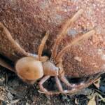 Desert Huntsman Spider (Isopedella inola), member of the Australian Huntsman Spider group, Alice Springs NT
