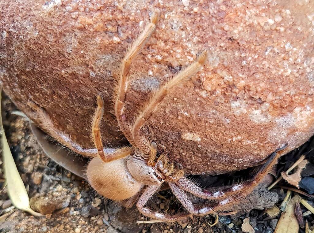 Desert Huntsman Spider (Isopedella inola), member of the Australian Huntsman Spider group, Alice Springs NT