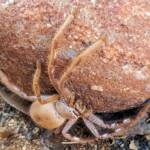 Desert Huntsman Spider (Isopedella inola), member of the Australian Huntsman Spider group, Alice Springs NT