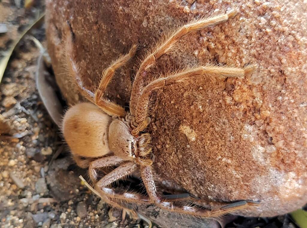 Desert Huntsman Spider (Isopedella inola), member of the Australian Huntsman Spider group, Alice Springs NT