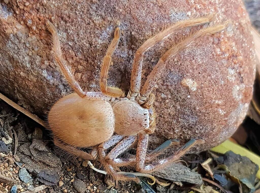 Desert Huntsman Spider (Isopedella inola), member of the Australian Huntsman Spider group, Alice Springs NT