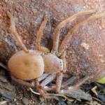 Desert Huntsman Spider (Isopedella inola), member of the Australian Huntsman Spider group, Alice Springs NT