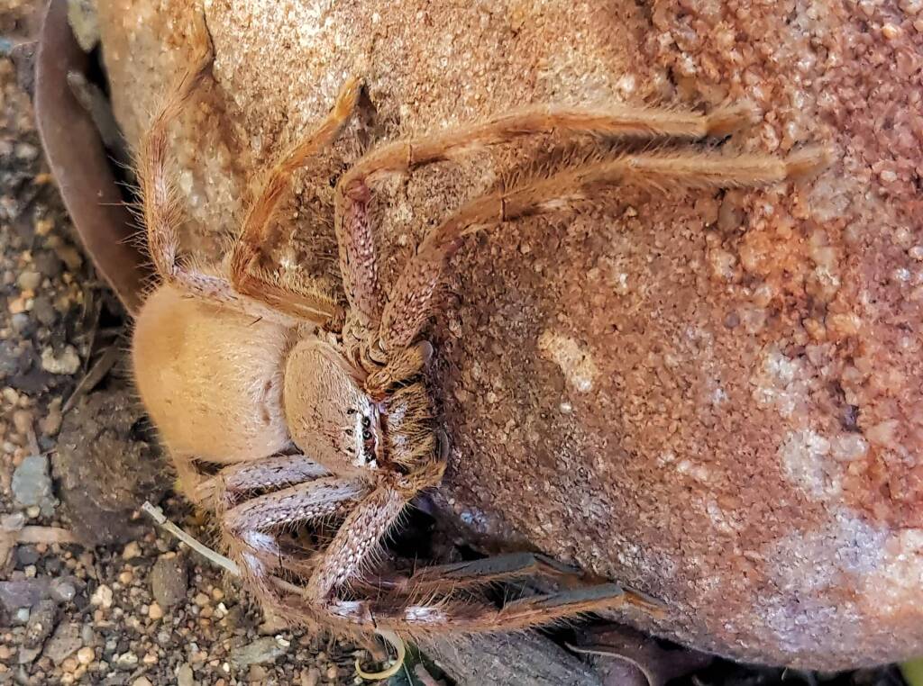 Desert Huntsman Spider (Isopedella inola), member of the Australian Huntsman Spider group, Alice Springs NT
