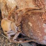Desert Huntsman Spider (Isopedella inola), member of the Australian Huntsman Spider group, Alice Springs NT