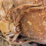 Desert Huntsman Spider (Isopedella inola), member of the Australian Huntsman Spider group, Alice Springs NT