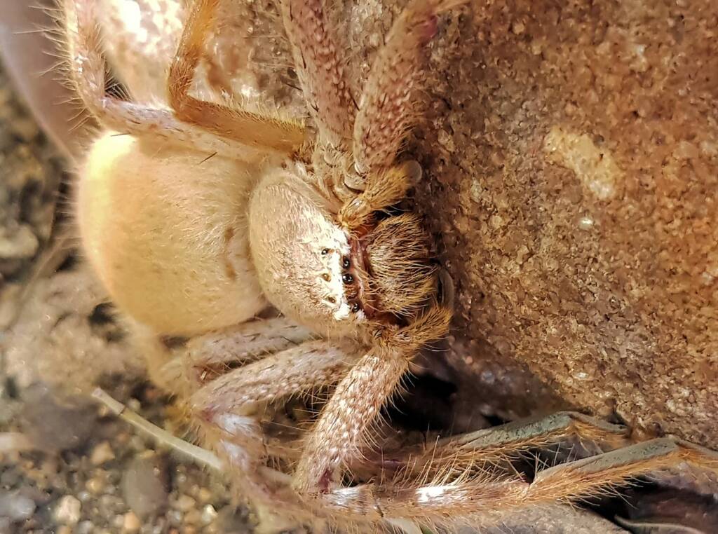 Desert Huntsman Spider (Isopedella inola), member of the Australian Huntsman Spider group, Alice Springs NT