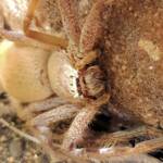 Desert Huntsman Spider (Isopedella inola), member of the Australian Huntsman Spider group, Alice Springs NT