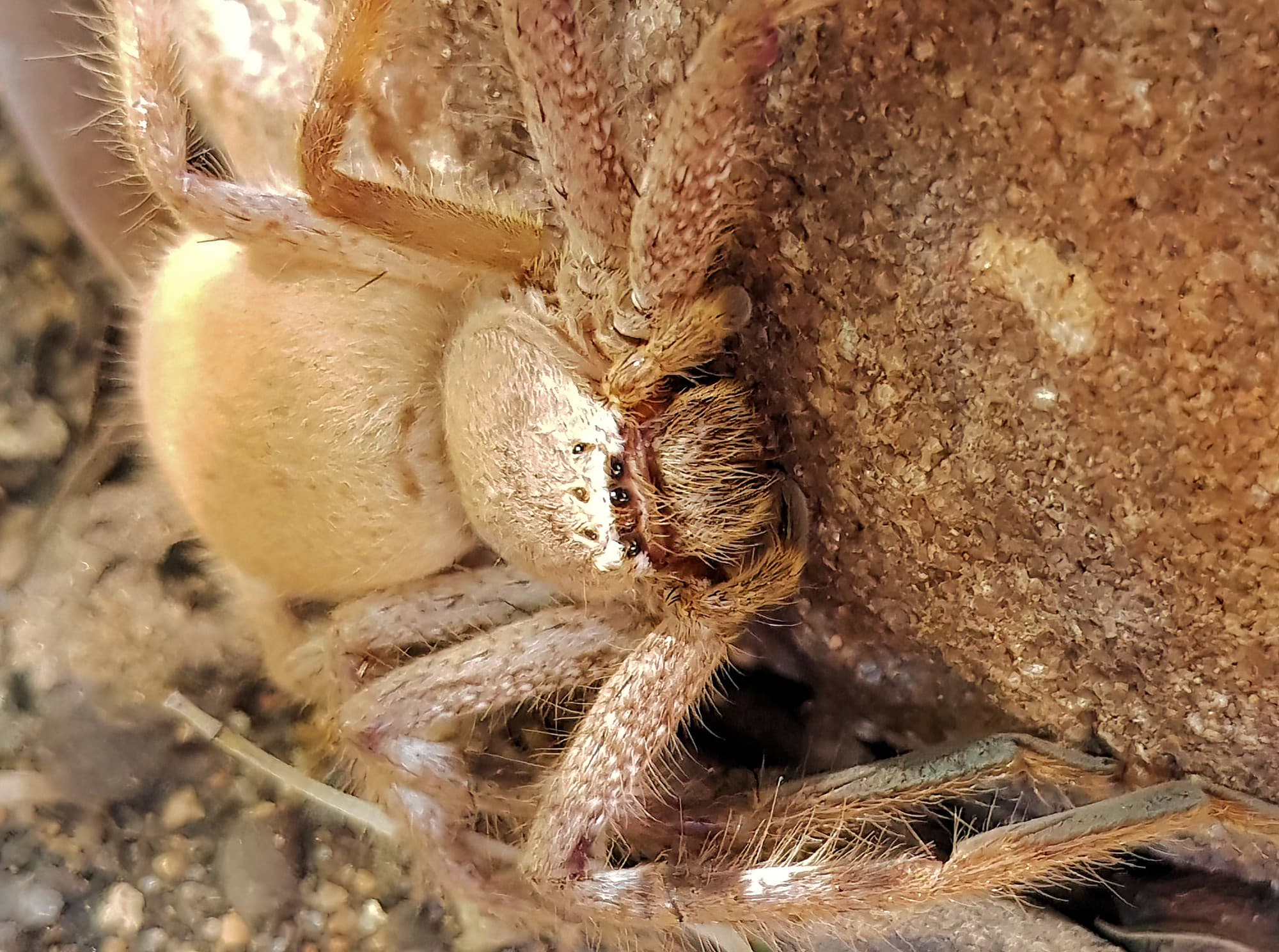 Desert Huntsman Spider (Isopedella inola), member of the Australian Huntsman Spider group, Alice Springs NT