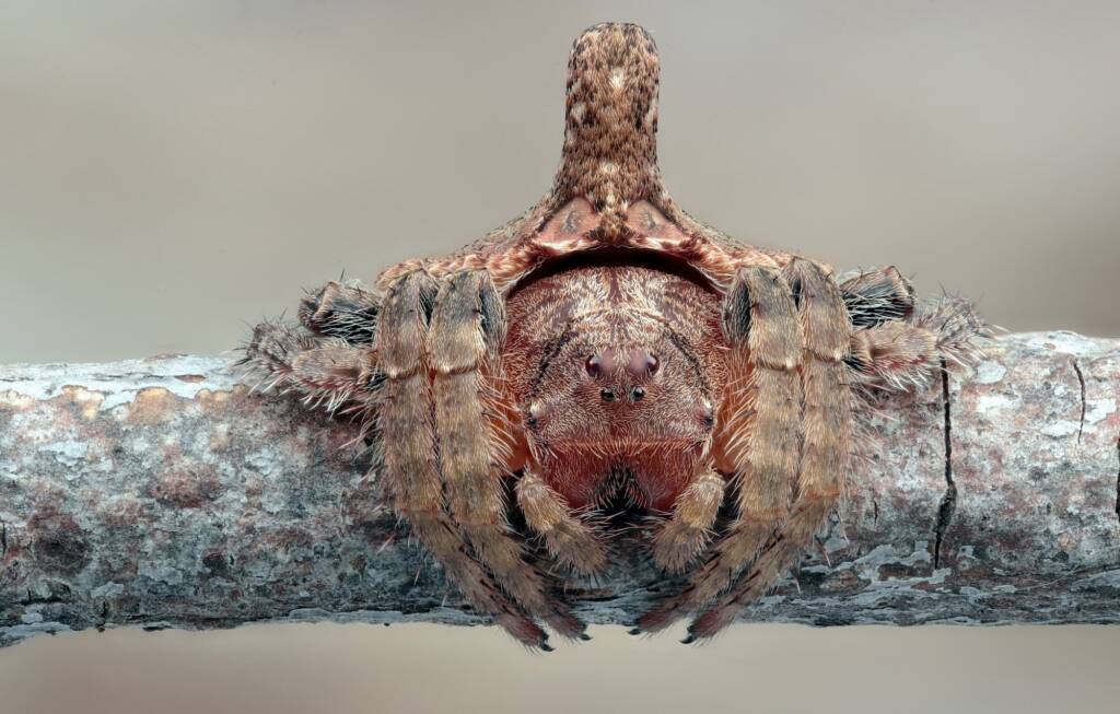 Turreted Wrap-around Spider (Dolophones turrigera), Woy Woy Bay NSW © Michael Doe