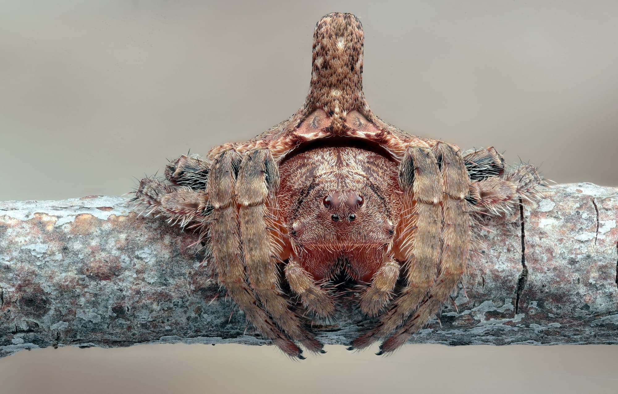 Turreted Wrap-around Spider (Dolophones turrigera), Woy Woy Bay NSW © Michael Doe