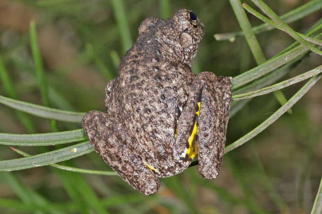 This Peron's Tree Frog (Litoria peroni) had been sleeping in the bee house, Southern Downs QLD © Marc Newman