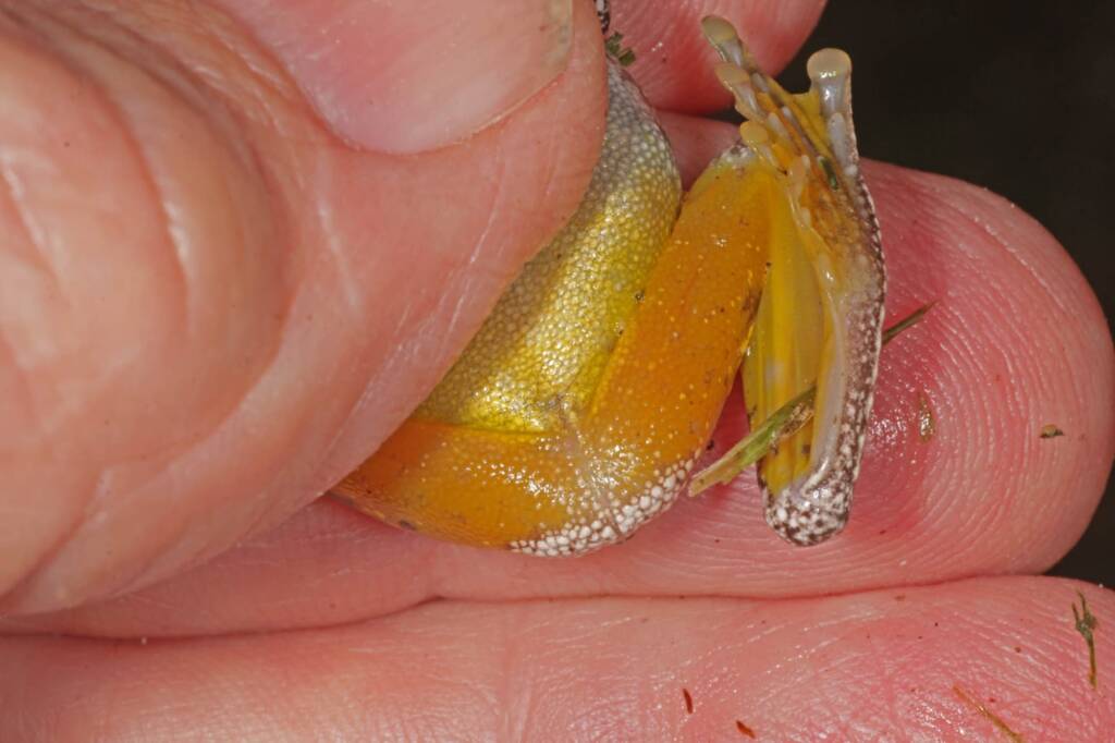 Peron's Tree Frog (Litoria peronii), Southern Downs QLD © Marc Newman
