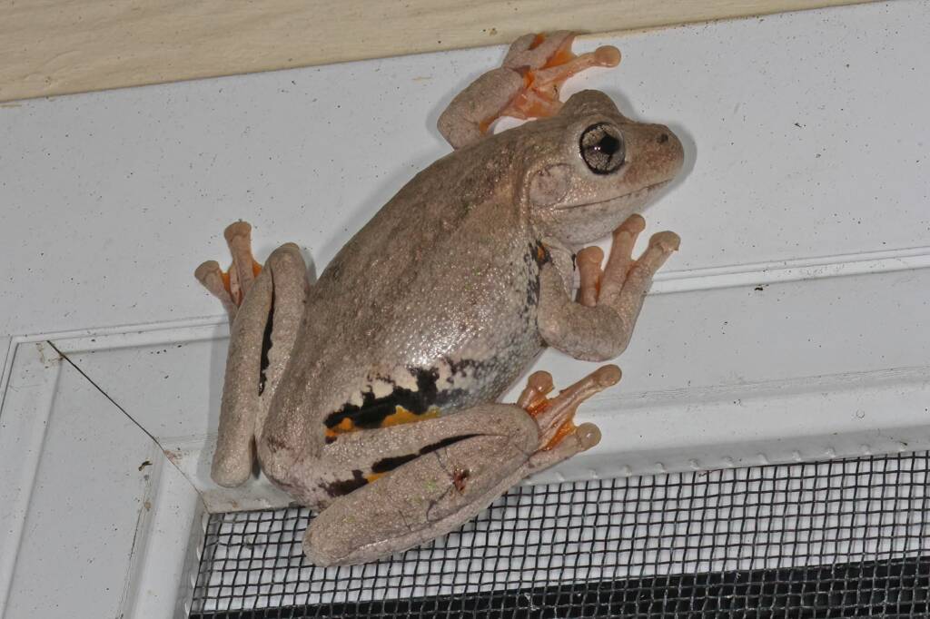 Peron's Tree Frog (Litoria peronii), Southern Downs QLD © Marc Newman