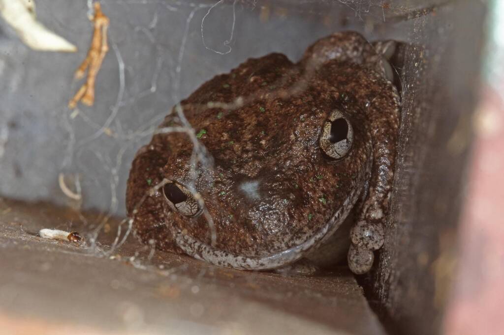 Peron's Tree Frog (Litoria peronii), Southern Downs QLD © Marc Newman