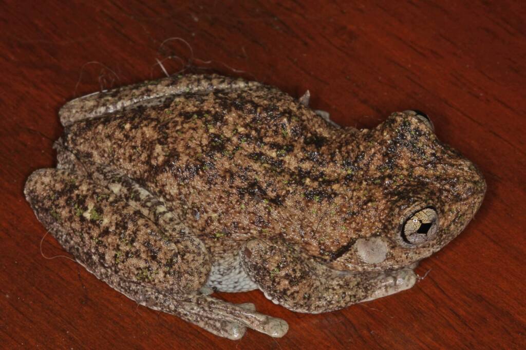 Peron's Tree Frog (Litoria peronii), Southern Downs QLD © Marc Newman