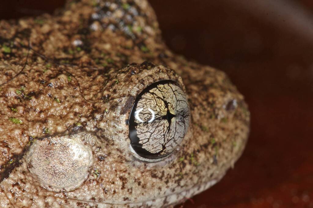 Peron's Tree Frog (Litoria peronii), Southern Downs QLD © Marc Newman