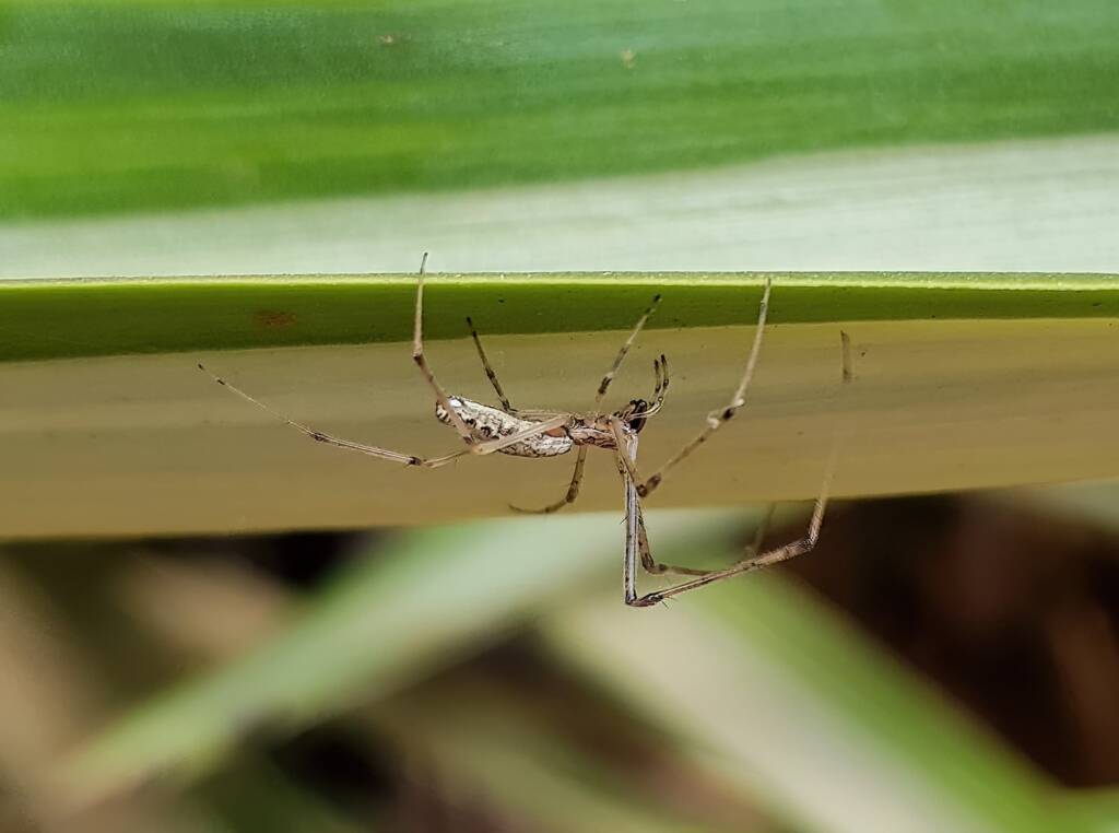 Long-jawed Orb Weaver (Tetragnatha sp), Alice Springs NT