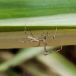 Long-jawed Orb Weaver (Tetragnatha sp), Alice Springs NT